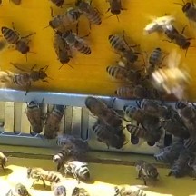 Activité devant la ruche